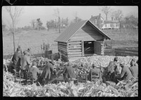 [Untitled photo, possibly related to: Corn shucking on Uncle Henry Garrett's place,  tenant of Mr. Fred Wilkins. White women don't go to Negro shucking to help with the cooking but whites are fed by Negro women just the same as at other shucking week previous at Mr. Fred Wilkins' home. Tally Ho, near Stem, Granville County, North Carolina]. Sourced from the Library of Congress.