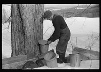 Frank H. Shurtleff putting the cover on the bucket after tapping sugar maple tree for gathering sap to make syrup. The Shurtleff farm has about 400 acres and was originally purchased by grandfather in 1840. He raises sheep, cows, cuts lumber and has been making maple syrup for about thirty-five years. Sugaring brings about one thousand dollars annually. Because of the deep snow this year he only tapped 1000 of his 2000 trees. He expects to make about 300 to 500 gallons this year. North Bridgewater, Vermont. Sourced from the Library of Congress.