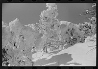Snow-covered trees on top of Mount Mansfield, Smuggler's Notch, near Stowe, Vermont. Sourced from the Library of Congress.