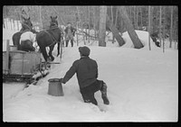 Hired man on Frank H. Shurtleff farm gathering sap from sugar trees for making maple syrup. Sugaring is a social event and is enjoyed by all the young people in the neighborhood. The Shurtleff farm has about 400 acres, and was originally purchased by grandfather in 1840. He raises sheep, cuts lumber and has been making maple syrup for about thirty-five years. Sugaring brings in about one thousand dollars annually. Because of the deep snow this year he tapped only 100 of his 2000 trees. He expects to make about 300 to 500 gallons this year. North Bridgewater, Vermont. Sourced from the Library of Congress.