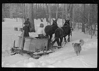 [Untitled photo, possibly related to: Hired man, young neighbor (Julia Fletcher), collie dog, and Frank H. Shurtleff's son gathering sap from sugar trees for making syrup. Sugaring is a social event and is enjoyed by all the young people and children in the neighborhood. The Shurtleff farm has about 400 acres and was purchased by grandfather in 1840. He raises sheep, cows, cuts lumber and has been making maple syrup for about thirty-five years. Sugaring brings in about one thousand dollars annually. Because of the deep snow this year he only tapped 1000 of his 2000 trees. He expects to make about 300 to 500 gallons this year. North Bridgewater, Vermont]. Sourced from the Library of Congress.