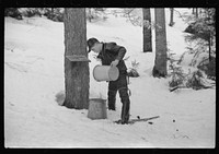 [Untitled photo, possibly related to: Son of Walter Gaylord pouring sap into container. The sap from sugar maple trees is boiled down into maple syrup. Mad River Valley, Waitsfield, Vermont. He averages about 150 gallons of syrup annually, this year tapped only 600 out of his 1000 trees because of unusually deep snow and late spring. He owns several farms; in this particular farm unit there are eighty acres. It has been in family for three generations. Has about thity-five or forty head of cattle, raises poultry and potatoes]. Sourced from the Library of Congress.