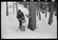 Son of Walter Gaylord pouring sap into container. The sap from sugar maple trees is boiled down into maple syrup. Mad River Valley, Waitsfield, Vermont. He averages about 150 gallons of syrup annually, this year tapped only 600 out of his 1000 trees because of unusually deep snow and late spring. He owns several farms; in this particular farm unit there are eighty acres. It has been in family for three generations. Has about thity-five or forty head of cattle, raises poultry and potatoes. Sourced from the Library of Congress.