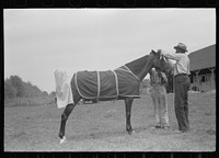 [Untitled photo, possibly related to: Elaborate preparations are made for entries in Shelby County Horse Show and Fair, Shelbyville, Kentucky]. Sourced from the Library of Congress.