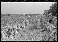 [Untitled photo, possibly related to: Farmers cutting tobacco and putting it on sticks to wilt before taking it to barn for drying and curing. In region between Louisville and Lexington, Kentucky]. Sourced from the Library of Congress.