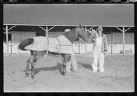 [Untitled photo, possibly related to: Winner in the Shelby County Horse Show and Fair, Shelbyville, Kentucky]. Sourced from the Library of Congress.
