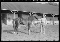 [Untitled photo, possibly related to: Winner in the Shelby County Horse Show and Fair, Shelbyville, Kentucky]. Sourced from the Library of Congress.