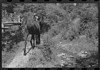 [Untitled photo, possibly related to: Mountain people carrying a homemade coffin up creek bed to the family plot on the hillside where it will be buried. This section is too isolated to hold any formal funeral services immediately. Up South Fork of the Kentucky River near Jackson, Kentucky]. Sourced from the Library of Congress.
