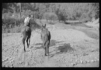 Mountaineer's son leading home a mule down the creek bed in the evening. Breathitt County, Kentucky. Sourced from the Library of Congress.