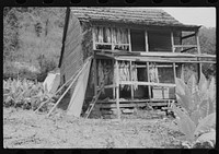 [Untitled photo, possibly related to: Tobacco hung up to dry on porch of mountaineer's cabin. Near Jackson, Kentucky]. Sourced from the Library of Congress.