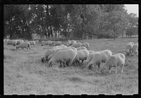 [Untitled photo, possibly related to: Sheep grazing on farm of Russell Spears near Lexington, Kentucky] by Marion Post Wolcott