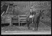 FSA (Farm Security Administration) borrower's children returning home on muleback with a sack of meal. Knox County, Kentucky. Sourced from the Library of Congress.