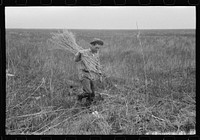 Spanish muskrat trapper with reeds he places near the trap in the muskrat's run, in the marshes near Delacroix Island, Louisiana. Sourced from the Library of Congress.