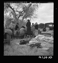 Squatters along highway near Bakersfield, California. Penniless refugees from dust bowl. Twenty-two in family, thirty-nine evictions, now encamped near Bakersfield without shelter, without water and looking for work in the cotton. Sourced from the Library of Congress.