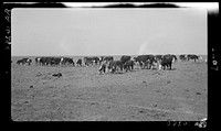 Ideal grazing conditions are afforded by this area if it is properly utilized. Overgrazing has depleted natural forage until feeding scenes like this are common. Mew Mexico by Dorothea Lange