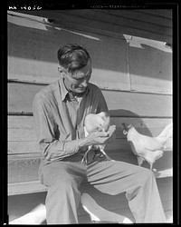 Rural rehabilitation client. San Fernando Valley, California. Chicken farmer making good on rural resettlement loan. Selling case of eggs a day. On state emergency relief administration job before loan. Sourced from the Library of Congress.