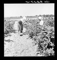 Migrants from Delaware picking berries in southern New Jersey. Sourced from the Library of Congress.