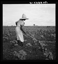 Alabama  working in field near Eutaw, Alabama by Dorothea Lange