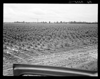 Check row planting of cotton. A new process which has been long used in corn which practically eliminates need for hand labor at chopping season, just as a mechanical picker would eliminate the hand pickers at harvest. Mississippi Delta near Greenville, Mississippi. Sourced from the Library of Congress.