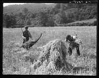 Cradling wheat near Sperryville, Virginia. A hand binder follows the mower. These men had never heard of a combine harvester. "Sure would like to see that." Their father used a reap hook by Dorothea Lange