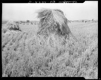 Wheat in Sperryville, Virginia by Dorothea Lange
