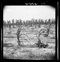 Drying up corn near Eutaw, Alabama. Sourced from the Library of Congress.