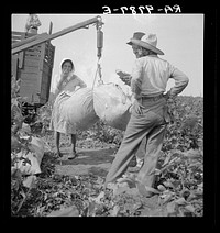 Cotton weighing near Brownsville, Texas. Sourced from the Library of Congress.