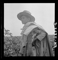 Cotton picking in south Texas. Sourced from the Library of Congress.