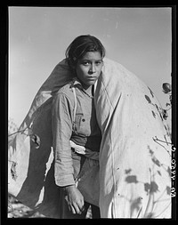 Mexican cotton picker. Southern San Joaquin Valley, California. Sourced from the Library of Congress.