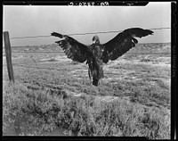 A very blue eagle. Along California highway by Dorothea Lange