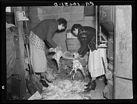 Wife of owner-operator and wife of hired hand clearing chickens in cellar preparatory to canning them. Chickens at this time of year are bringing six cents per pound. These are roasting. Harry Madsen farm, near Dickens, Iowa. Three hundred sixty acres, owner operated by Russell Lee