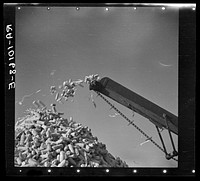 Cornsheller throwing cobs on pile. Illinois by Russell Lee