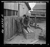 Packing chickens in crates during moving operations of Everett Shoemaker, tenant farmer. Near Shadeland, Indiana by Russell Lee