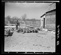 Fifty-one year old tenant farmer Erasty Emrich feeding his chickens on his farm. Near Battle Ground, Indiana by Russell Lee