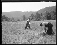 [Untitled photo, possibly related to: Men cradling wheat in eastern Virginia near Sperryville] by Dorothea Lange