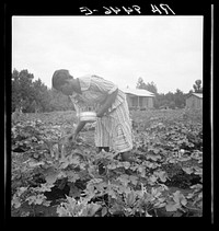 [Untitled photo, possibly related to: Family of one of the evicted sharecroppers from Arkansas who has been resettled at Hill House, Mississippi]. Sourced from the Library of Congress.