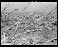 [Untitled photo, possibly related to: Corn, dried up and lying in the field. The temperature was over one hundred degrees. Between Dallas and Waco, Texas]. Sourced from the Library of Congress.