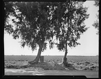 Pea fields of the Imperial Valley, California. Tamarisk trees are commonly planted along the irrigation ditches for shade so necessary in this desert valley. Note water barrels. Sourced from the Library of Congress.