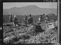 Carrot pullers from Texas, Oklahoma, Missouri, Arkansas and Mexico. Coachella Valley, California. "We come from all states and we can't make a dollar a day in the field no ways. Working in the field from seven in the morning till twelve noon we earn an average of thirty-five cents". Sourced from the Library of Congress.