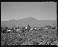 Carrot pullers from Texas, Oklahoma, Missouri, Arkansas and Mexico.  Coachella Valley, California. Sourced from the Library of Congress.