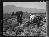 Some of the carrot pickers in the Coachella Valley. There are one hundred people in this field coming from Texas, Oklahoma, Arkansas, Missouri and Mexico. California. Sourced from the Library of Congress.