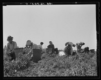 [Untitled photo, possibly related to: Harvesting peas requires large crews of migratory labor. Nipomo, California]. Sourced from the Library of Congress.