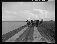 West Texas farmer replanting cotton. Had three inches of rain which washed out the first crop. Near Stanton, Texas by Dorothea Lange