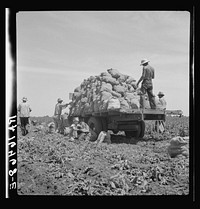 Truck being loaded as it goes down the rows. The pickers pick the potatoes from the ground and put them in sack which is suspended from their waist between their knees after the machine has dug them from the ground. This work requires endurance but no special skill. 1937 wages: forty cents an hour. Shafter, California. Sourced from the Library of Congress.