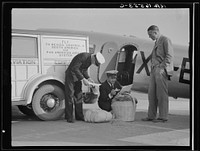 Plant quarantine inspectors examining baggage from Mexico for injurious insects. Glendale Airport, California. Sourced from the Library of Congress.