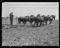 Seven-horse disc used in cultivating corn. Tulare County, California. Sourced from the Library of Congress.