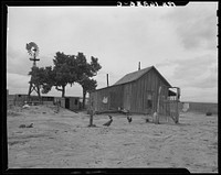 Texas tenant farmer's house. He operated this farm on thirds and fourths; that is, he supplies teams and tools, feed and seed to the owner's land. He has made no crop for four years but survives because of government checks for participation in crop reduction program. He has farmed for twenty years but plans to abandon farm in fall of 1937. Sourced from the Library of Congress.