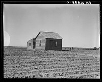Cultivated fields and abandoned tenant house. Hall County, Texas. Sourced from the Library of Congress.