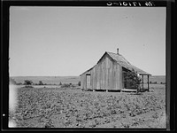 The cotton lands of Ellis County, Texas, are well adapted to tractor farming but the houses of the farmer tenants stand empty. Sourced from the Library of Congress.