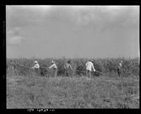 Hoeing sugarcane on plantation in Louisiana by Dorothea Lange